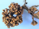 A large round cluster of tan, finger-like root nodules and two smaller ones on an alder root, on pale blue