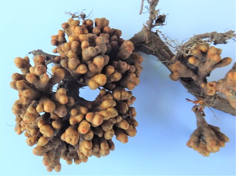 A large round cluster of tan, finger-like root nodules and two smaller ones on an alder root, on pale blue