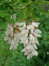 Two hanging clusters of white pea-like flowers among round leaflets on a black locust branch