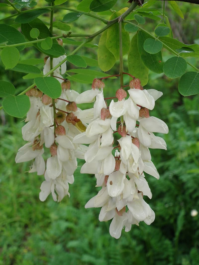 Two hanging clusters of white pea-like flowers among round leaflets on a black locust branch
