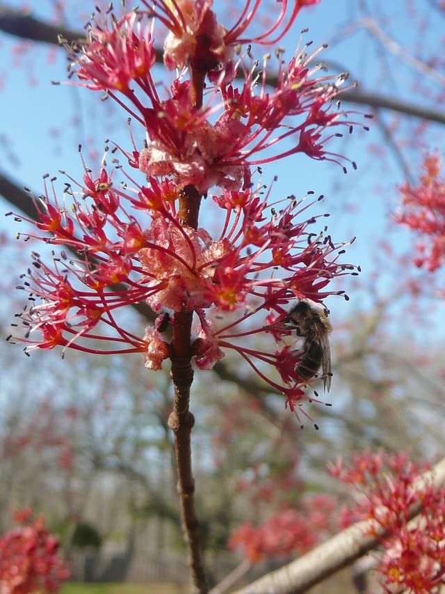 Honey bee clinging to a cluster of red maple flowers against a blue spring sky