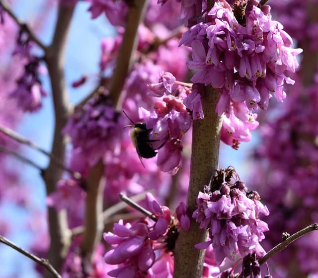 Large dark bee working pink eastern redbud flowers clustered along a bare branch