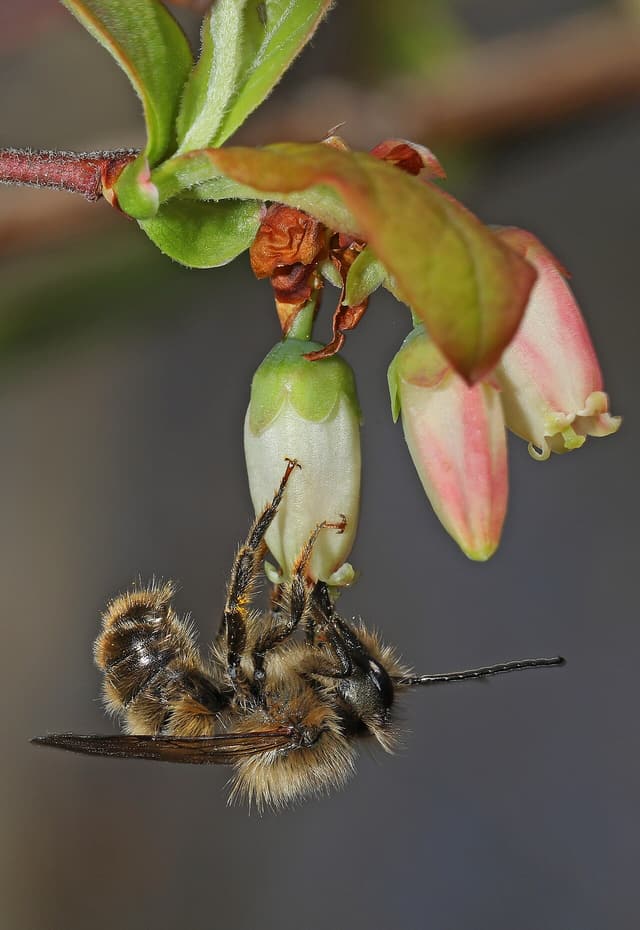 Southeastern blueberry bee hanging beneath white and pink blueberry bell flowers, feet gripping the corolla