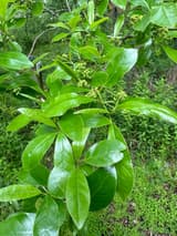 Black gum branch in May, glossy oval leaves crowded at the twig tips, with small round green flower heads on slender stalks