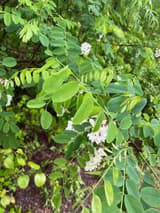 Black locust branches with drooping clusters of white pea flowers among pinnate leaves of oval leaflets