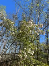 Mountain laurel shrub in pink-white bloom among bare trees and new leaves under a deep blue sky