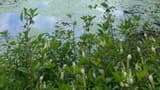 Sweet pepperbush shrubs with upright white flower spikes at the edge of a pond covered in duckweed