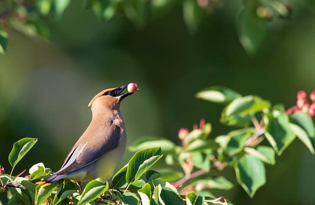 Cedar waxwing holding a ripening serviceberry in its bill among serviceberry leaves