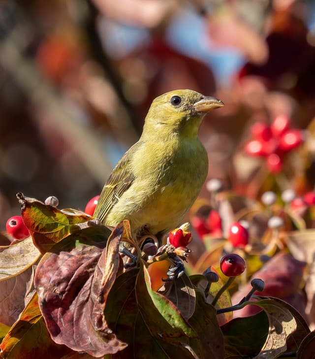 Scarlet tanager in fall plumage perched among red flowering dogwood fruit and reddening leaves