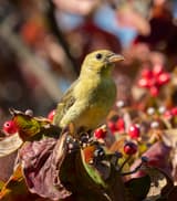 Scarlet tanager in fall plumage perched among red flowering dogwood fruit and reddening leaves