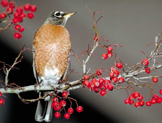 American robin perched on a leafless hawthorn branch loaded with small red fruit