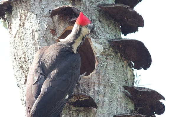 Male pileated woodpecker at a fresh nest hole in a dead trunk covered with shelf fungi