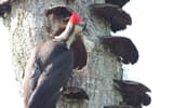 Male pileated woodpecker at a fresh nest hole in a dead trunk covered with shelf fungi