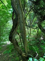 Thick native grapevine, its bark shredding in long strips, twisting up a tree trunk in summer woods, vines tangled overhead