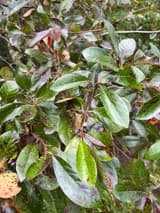 Black gum twig with a cluster of small blue-black fruits on red stalks among glossy leaves spotted purple