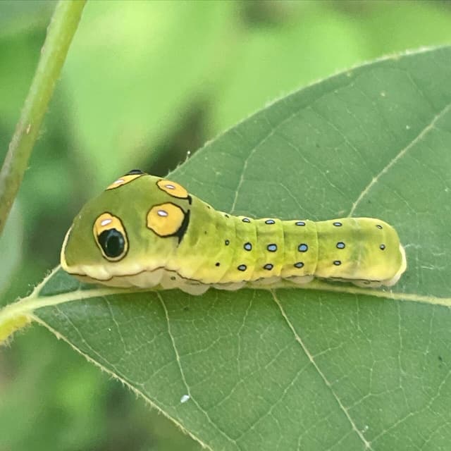 Green spicebush swallowtail caterpillar with yellow false eyespots resting on a spicebush leaf