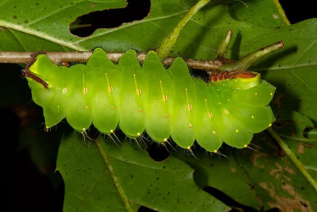 Fat green polyphemus moth caterpillar on a twig among chewed black oak leaves