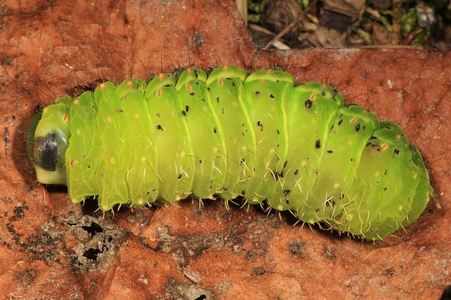 Plump green luna moth caterpillar lying on a dead brown leaf on the ground