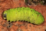 Plump green luna moth caterpillar lying on a dead brown leaf on the ground