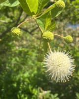 Buttonbush flower heads on long stalks, one open into a white ball of tubular flowers, the rest still green