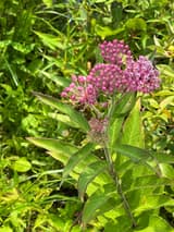Swamp milkweed with clusters of small pink flowers above narrow paired leaves among tall summer grasses