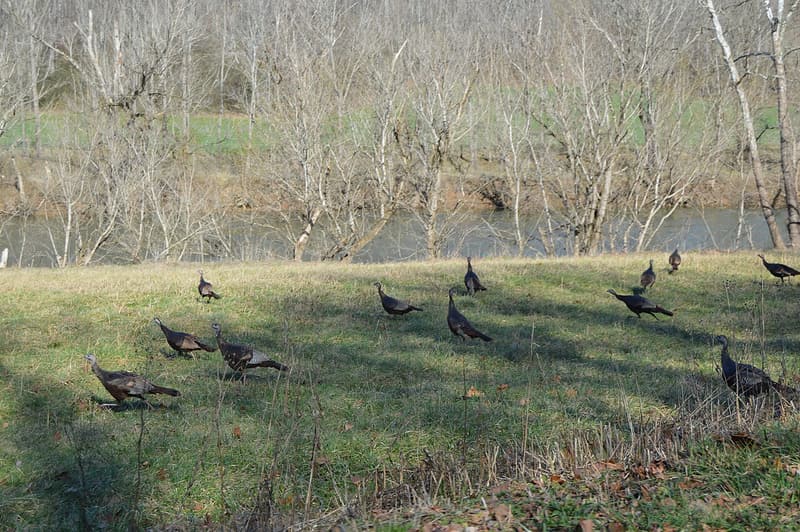 A flock of wild turkeys walking through a winter meadow beside a river lined with bare trees