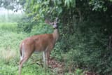 A white-tailed deer holding a green leaf in its mouth beside a dense, shrubby woods edge
