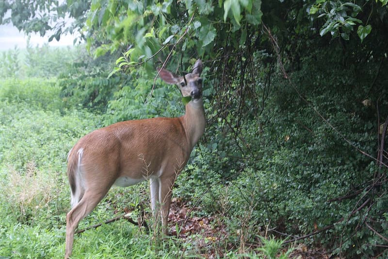 A white-tailed deer holding a green leaf in its mouth beside a dense, shrubby woods edge