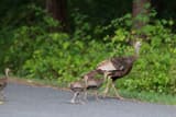 A wild turkey hen walking with three small poults across a paved road at the edge of a leafy woods