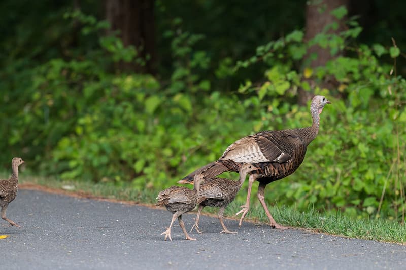 A wild turkey hen walking with three small poults across a paved road at the edge of a leafy woods