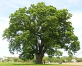 A huge open-grown white oak with a broad rounded crown standing alone on mown grass beside a road