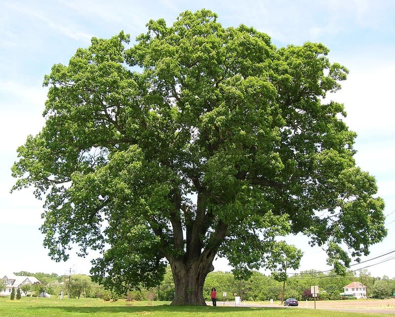 A huge open-grown white oak with a broad rounded crown standing alone on mown grass beside a road