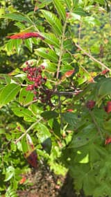 Sumac branch in early fall sun, red fruit clustered along the stem, its glossy leaflets dark-spotted and some turning scarlet