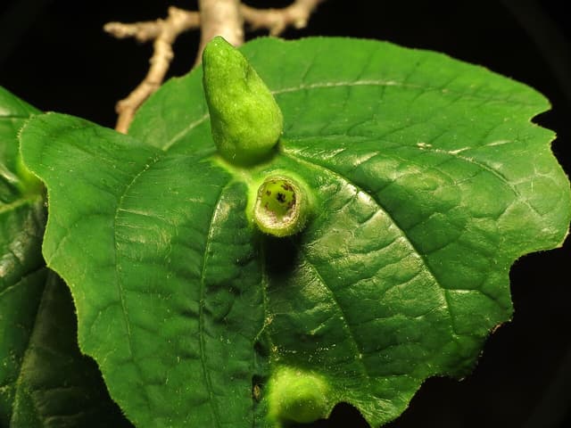 Green cone-shaped galls on a witch hazel leaf, one cut open to show the aphids inside