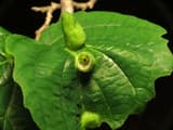 Green cone-shaped galls on a witch hazel leaf, one cut open to show the aphids inside