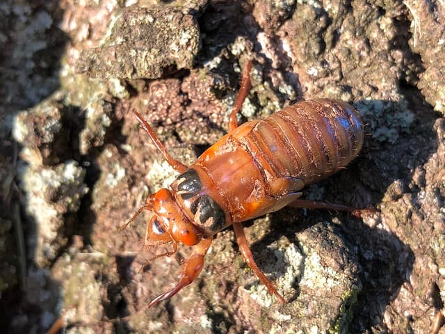 Brown periodical cicada nymph climbing lichen-covered oak bark before its final molt