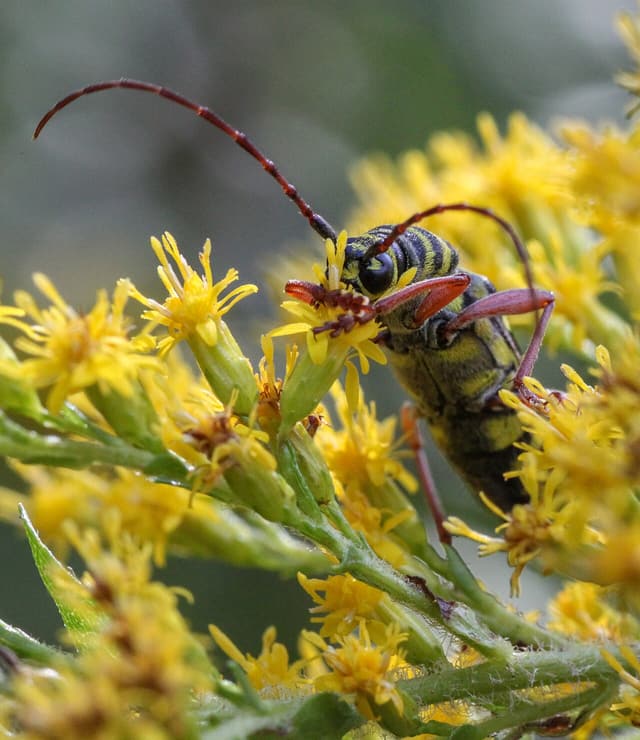 Yellow and black locust borer beetle with long antennae feeding on goldenrod flowers