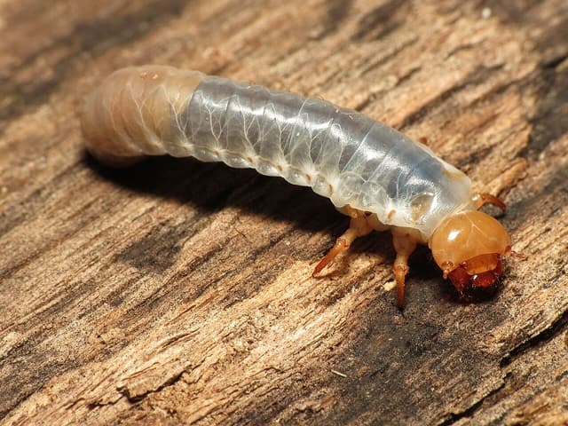 Pale bess beetle larva with an orange head crawling on bare rotting wood