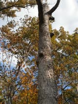 Tall dead trunk rising to bare forked limbs, its gray bark crowded with small shelf fungi among fall-colored crowns