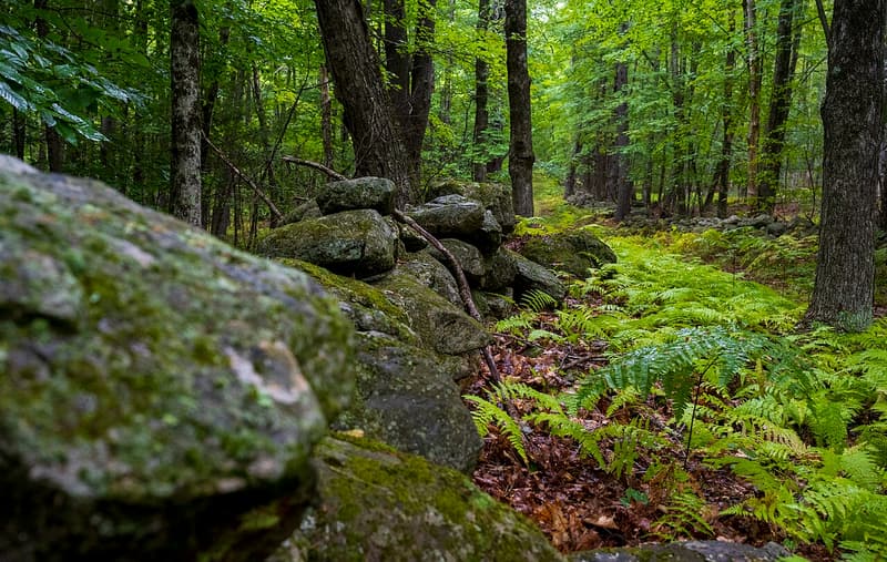 A mossy stone wall running through green hardwood forest, with ferns covering the ground beside it