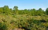 Pitch pines standing over a dense, low shrub thicket under a clear blue summer sky