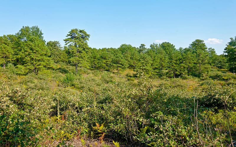Pitch pines standing over a dense, low shrub thicket under a clear blue summer sky