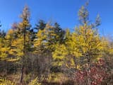 Tamaracks with golden autumn needles in front of dark green evergreens at the edge of a bog