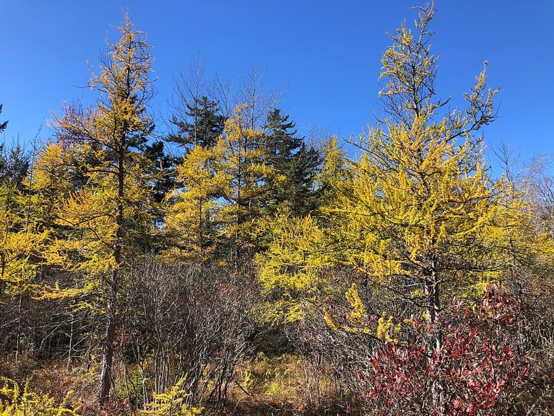 Tamaracks with golden autumn needles in front of dark green evergreens at the edge of a bog