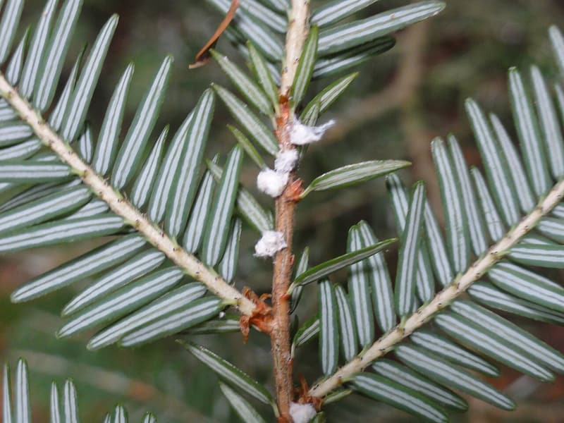 White cottony tufts at the bases of short, flat hemlock needles on the underside of a twig