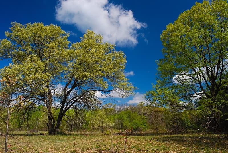 Two broad oaks in fresh yellow-green spring leaf standing over open grassland under a blue sky