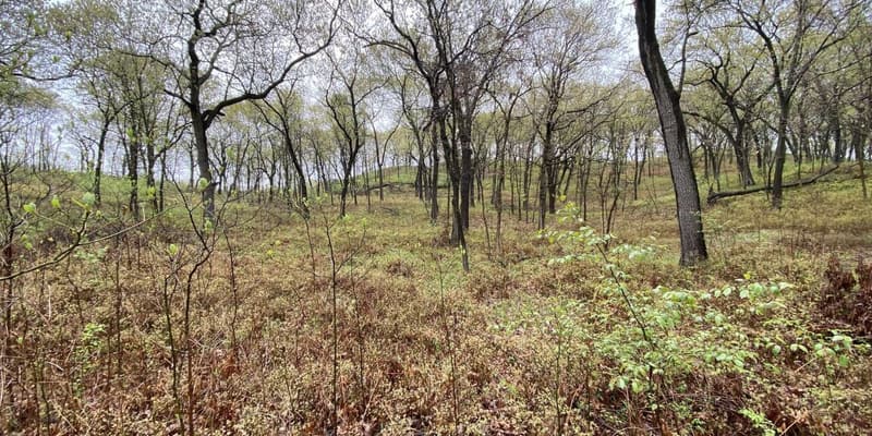 Leafless black oaks scattered over low sand dunes covered in brown grass and the first green of spring