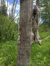 Trunk of a dead ash with its bark fallen away, covered in winding S-shaped tunnels, in a green wet meadow