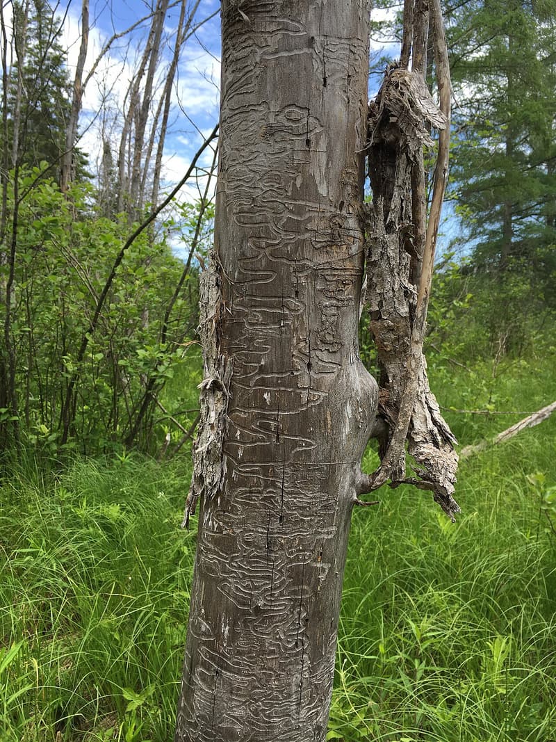 Trunk of a dead ash with its bark fallen away, covered in winding S-shaped tunnels, in a green wet meadow