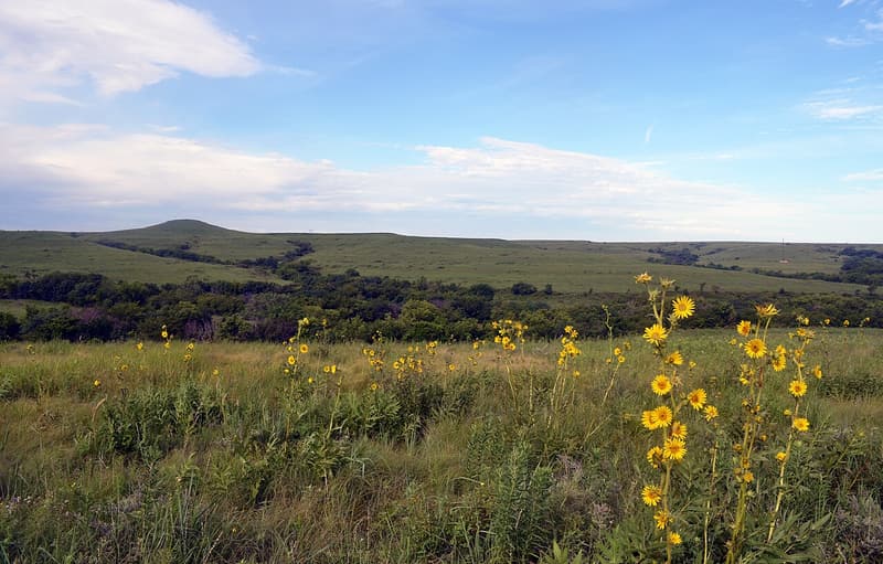 Tallgrass prairie hills under a blue sky, a band of trees in the valley below and yellow flowers in front